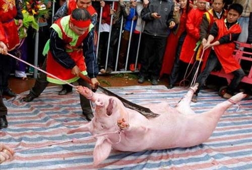AAF kêu gọi chấm dứt Lễ hội chém lợn tại Bắc Ninh