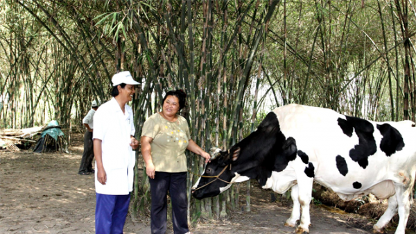 Vinamilk thu mua sữa bò tươi nguyên liệu của nông dân tăng gần 22%