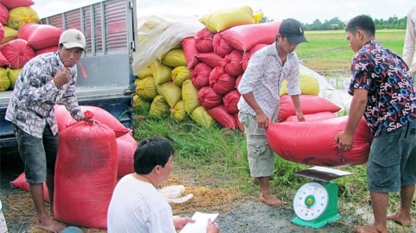Giá lúa chưa như kỳ vọng, nông dân vẫn lãi