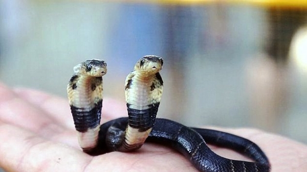 Xuất hiện rắn hổ mang hai đầu ở Trung Quốc