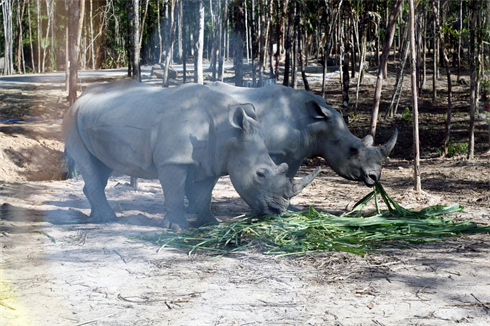 Tê giác tại Vườn thú Safari Phú Quốc có nguồn gốc từ đâu?