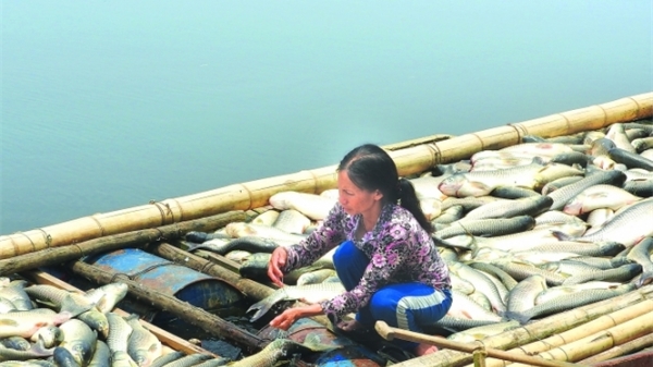 Dân lo lắng vì cá tiếp tục chết trên sông Bưởi