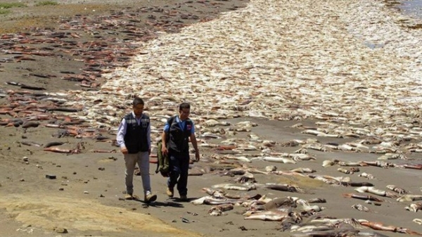 Khoảng 40 tấn cá hồi chết hàng loạt tại bờ biển Chile