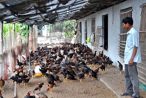 Hiệu quả nuôi gà an toàn sinh học ở Quế Phong