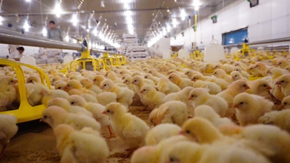 Hòa Phát nhập khẩu lô gà siêu trứng từ Anh
