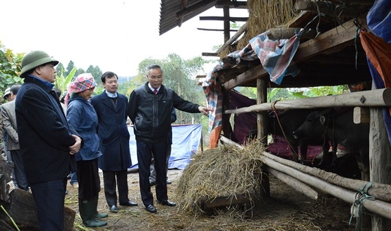 Lãnh đạo Bộ NN-PTNT kiểm tra công tác phòng, chống rét cho gia súc tại Yên Bái