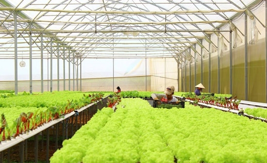 Phú Yên: Thu hút 5 dự án nông nghiệp công nghệ cao