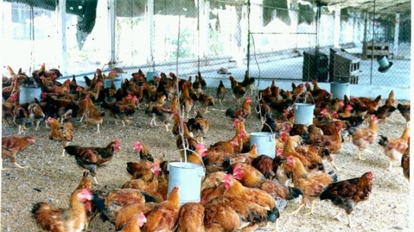 Tập huấn nuôi gà thịt an toàn sinh học