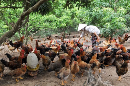 Cấp chứng nhận VietGAHP cho chăn nuôi gà