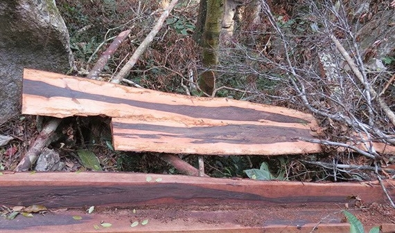 Vụ phá rừng tại VQG Phong Nha - Kẻ Bàng: 70m3 gỗ quý tẩu tán ở đâu?