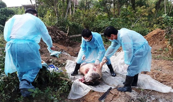 FAO giúp Việt Nam ứng phó dịch tả lợn châu Phi