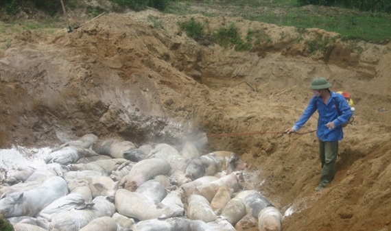 Quảng Ninh: Theo dõi sát sao, khống chế dịch tả lợn Châu Phi