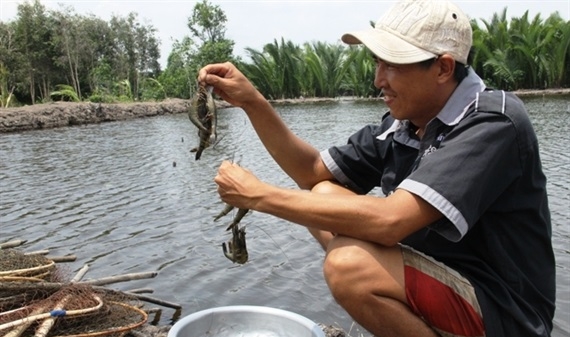 Sáng kiến ở hạ lưu sông MêKông về phát triển tôm sú bền vững