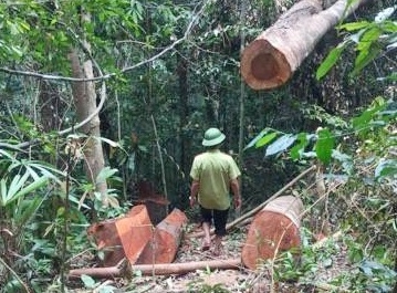 Quảng Bình: Xử lý nghiêm vụ phá rừng ở Trường Sơn