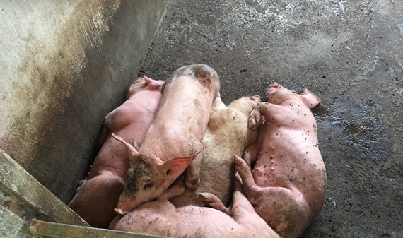 Cận cảnh tiêu hủy lợn nghi nhiễm dịch tả Châu Phi