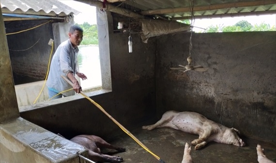 Doanh nghiệp đề nghị 'kiểm soát 3 tuyến' chống dịch tả lợn Châu Phi