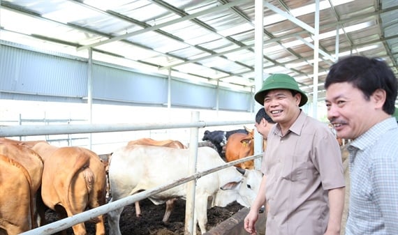 Trang trại bò khiến Bộ trưởng thán phục