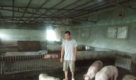 Tiêu hủy lợn bệnh: Khẩn cầu tha thiết của một hộ nông dân