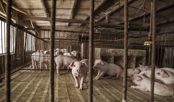 Trung Quốc mất 26% tổng đàn lợn vì ASF