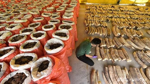 Singapore bắt lô ngà voi, vảy tê tê  trị giá 48,6 triệu USD trên đường sang Việt Nam