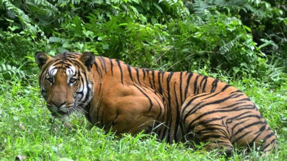 Hổ tìm thấy 'miền đất hứa' ở Ấn Độ