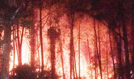 TT-Huế: Nhiều ha rừng thông hơn 30 năm tuổi cạnh di tích bị cháy rụi