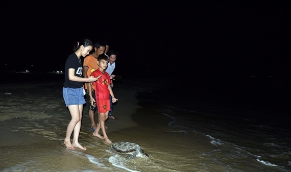 Phát hiện rùa biển 15kg bơi 'lạc' sông Hiếu
