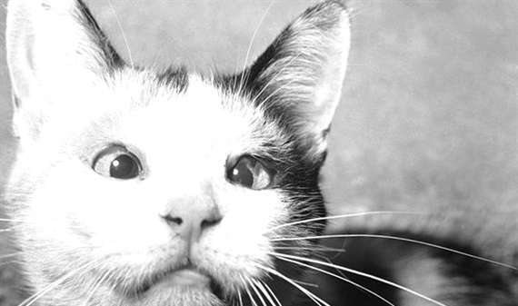 Những dự án siêu bí mật của Mỹ: Biến mèo thành gián điệp