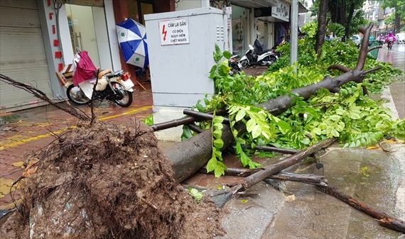 Cây cối ở Hà Nội đổ ngổn ngang sau bão số 3