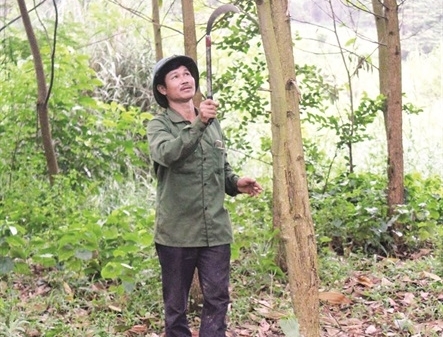 Thái Nguyên: Người trồng rừng lao đao vì 'phát canh thu tô'