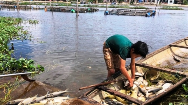 TT- Huế: Cá lồng trên sông Đại Giang chết hàng loạt