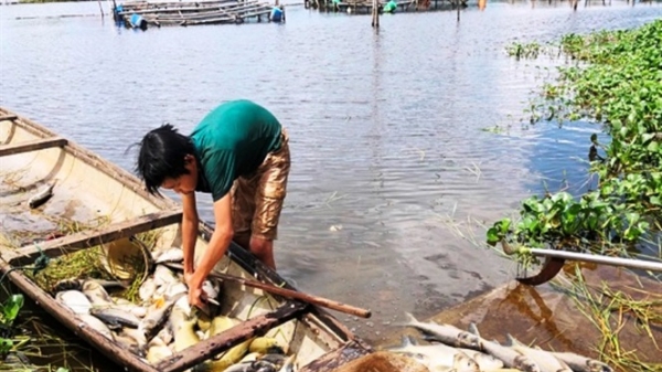 Hơn 130 tấn cá lồng chết ở Huế do ngạt oxy