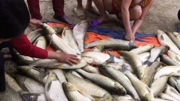 TT- Huế: Hơn 80 lồng cá trên sông Bồ bị thiệt hại