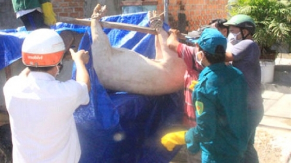 Bình Định: Gần 22.000 con heo bị tiêu hủy do dịch tả lợn Châu Phi