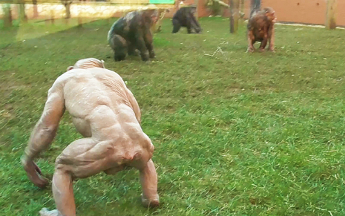 [video] Tinh tinh 'khỏa thân' đánh nhau loạn xạ trong vườn thú ở Anh