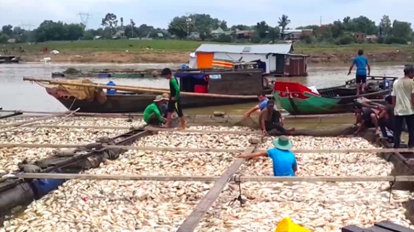 Yêu cầu báo cáo Thủ tướng vụ gần 1.000 tấn cá chết trên sông La Ngà