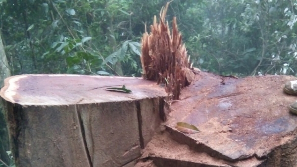 Cây gỗ nghiến trên 100 năm tuổi bị đốn hạ tại Lào Cai