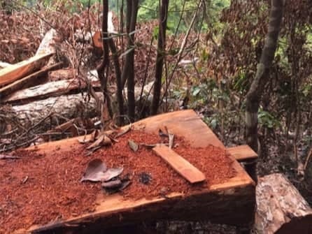 Vụ phá rừng ở Bắc Kạn: Chủ tịch tỉnh nhắc nhở kiểm lâm bị động