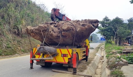 Bắc Kạn: Khởi tố lãnh đạo huyện liên quan đến sai phạm quản lý rừng
