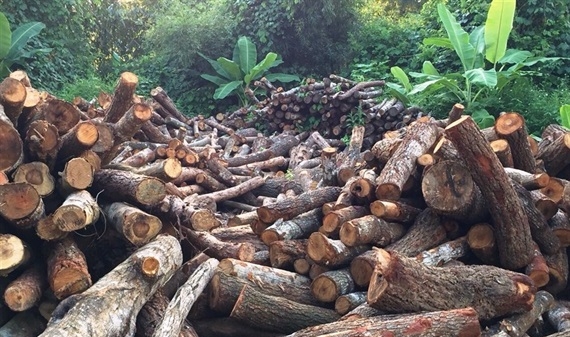 Cao Bằng: Thu giữ hơn 15m3 gỗ rừng tự nhiên