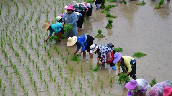 Nông dân khu tự trị dân tộc Choang trồng nếp cẩm xóa đói giảm nghèo