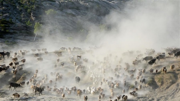 Cảnh tượng hùng vĩ trong mùa di cư của đàn gia súc ở Tân Cương