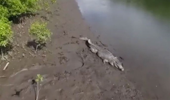 Hành vi lạ của cá sấu bị nghi ăn thịt người ở Australia