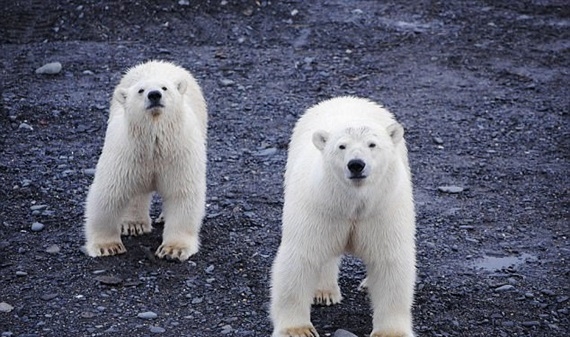 20 con gấu dữ vây một ngôi làng ở Nga