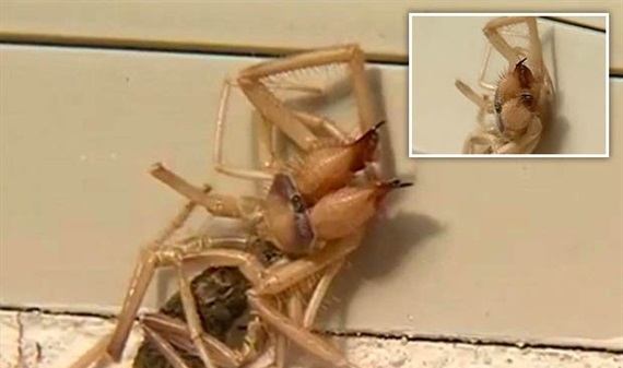 'Quái vật' nửa nhện nửa bọ cạp gây sợ hãi cho một gia đình Mỹ