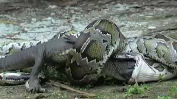 Trăn khổng lồ nuốt trọn cá sấu