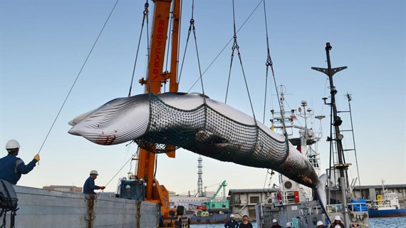 Nhật Bản giết hơn 170 con cá voi trong mùa săn