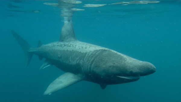 Cá mập khổng lồ xuất hiện gây thu hút ở Anh