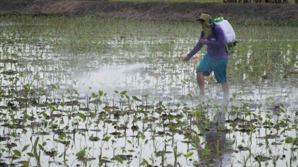 Thái Lan cấm sử dụng ba hóa chất diệt cỏ trong nông nghiệp