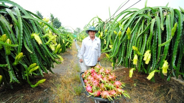 ĐBSCL: Sản xuất cây ăn quả bền vững